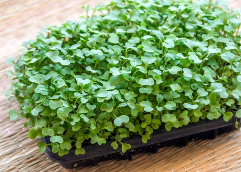 Kale Microgreens