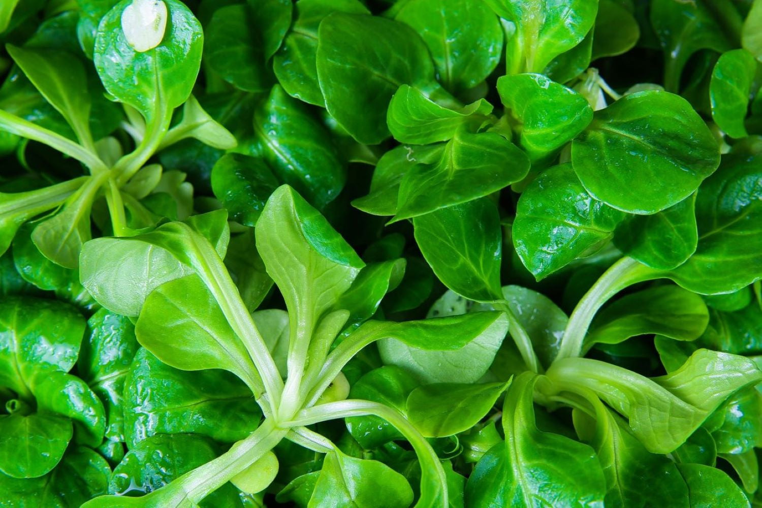 Lambs Lettuce