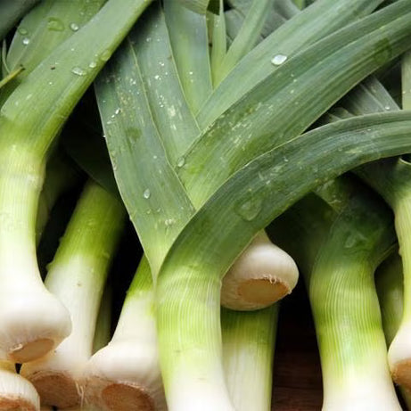 Leek