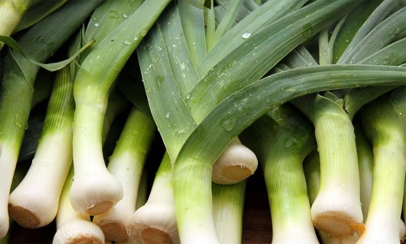 Leek