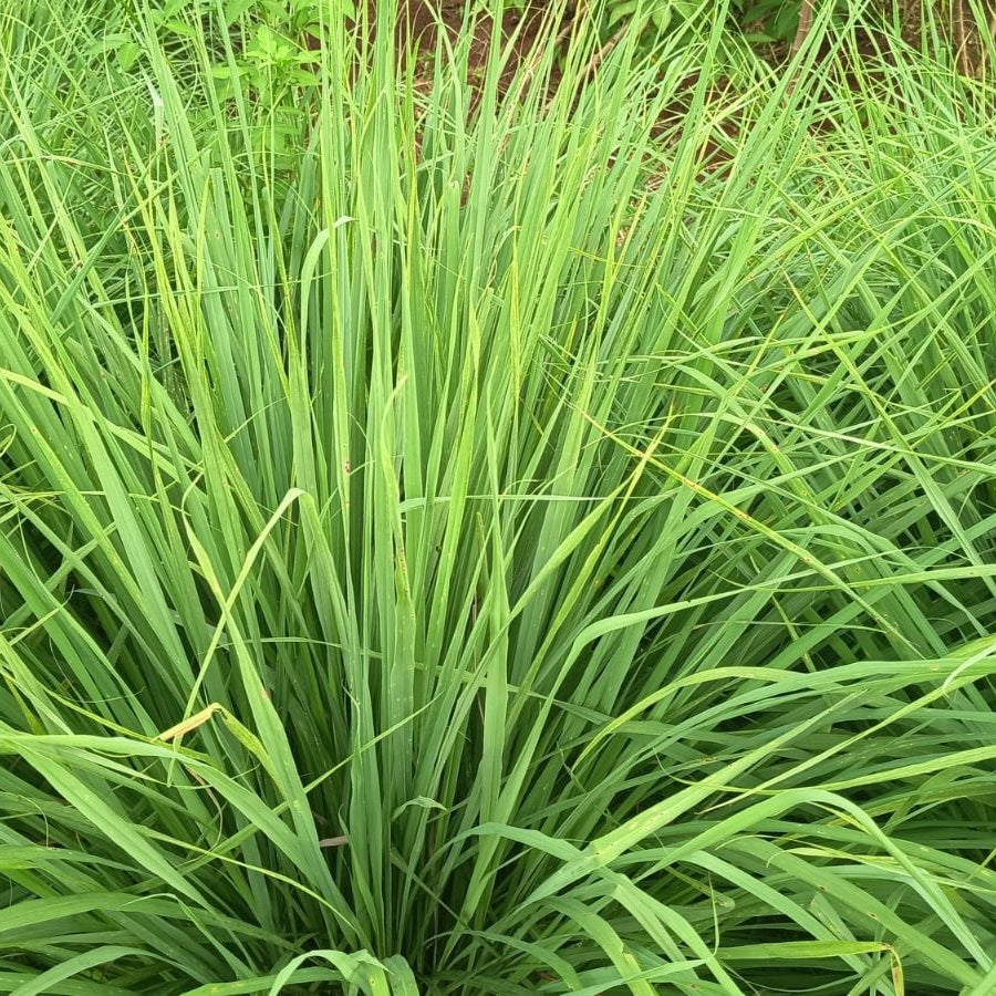 Lemon Grass