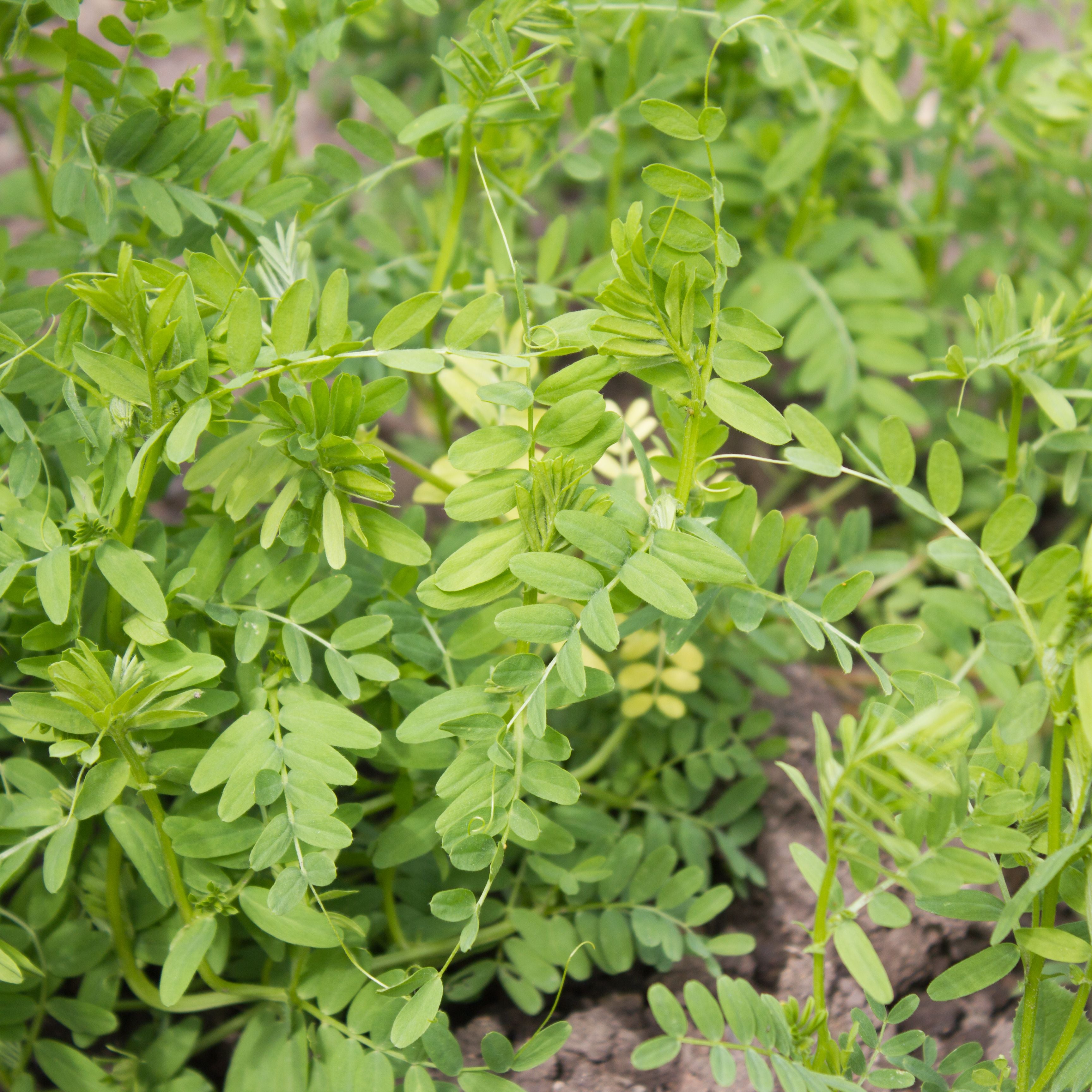 Lentil Leaves