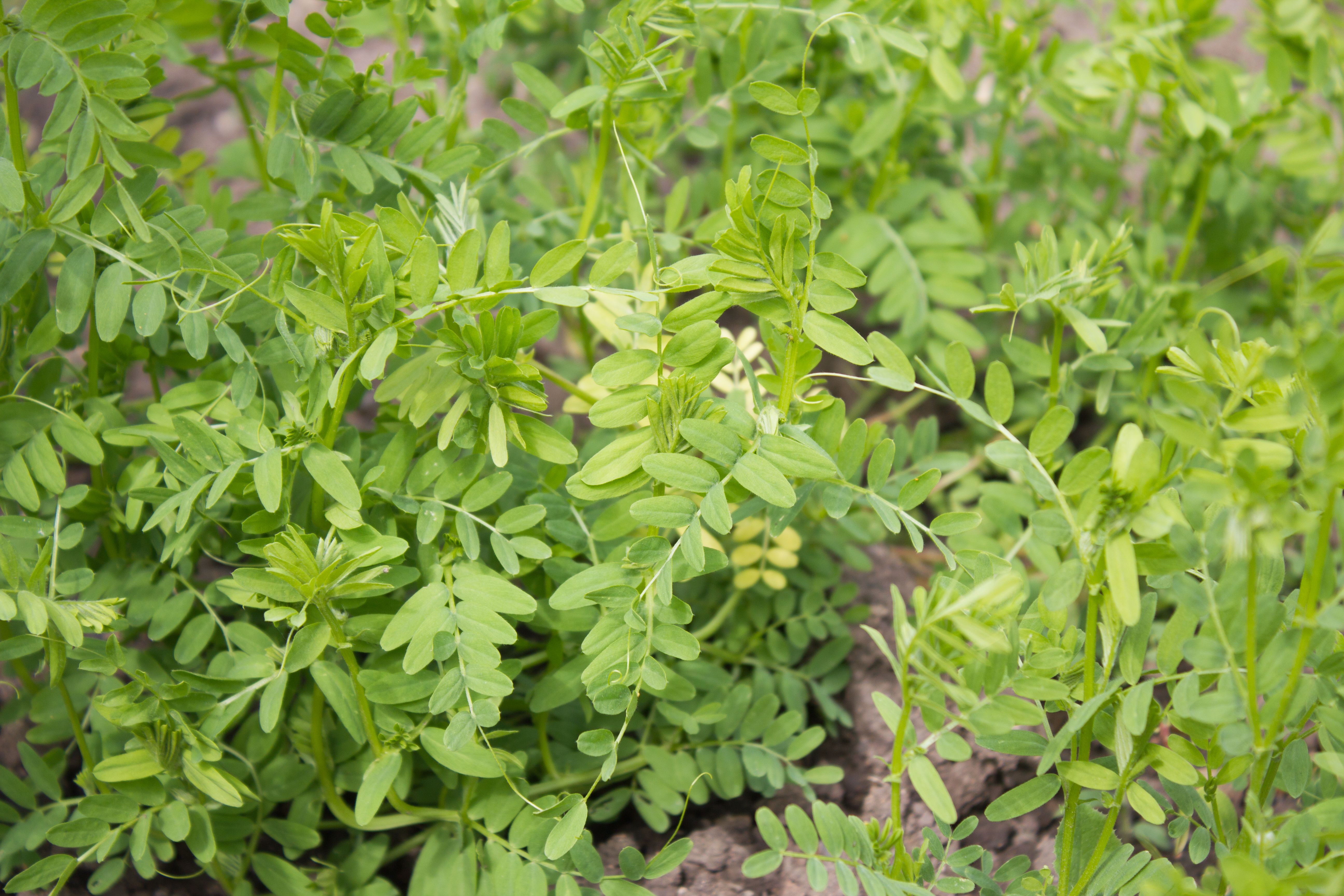 Lentil Leaves