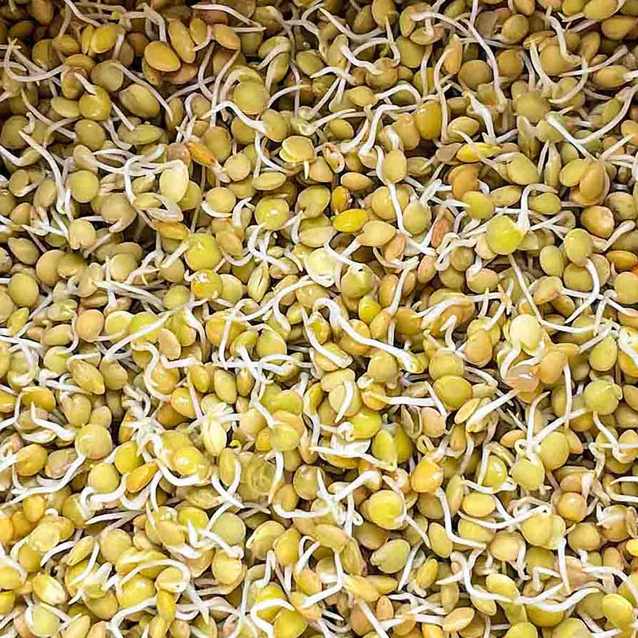 Lentil Sprouts