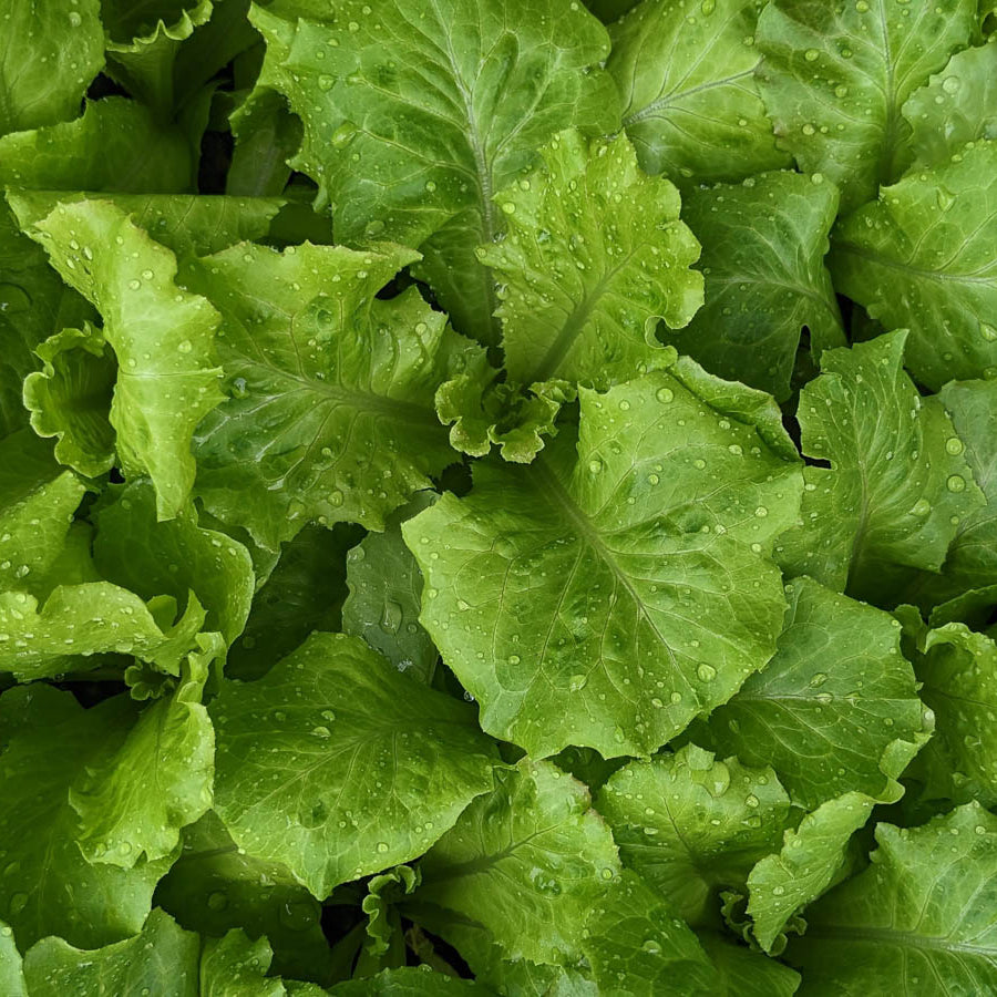 Lettuce