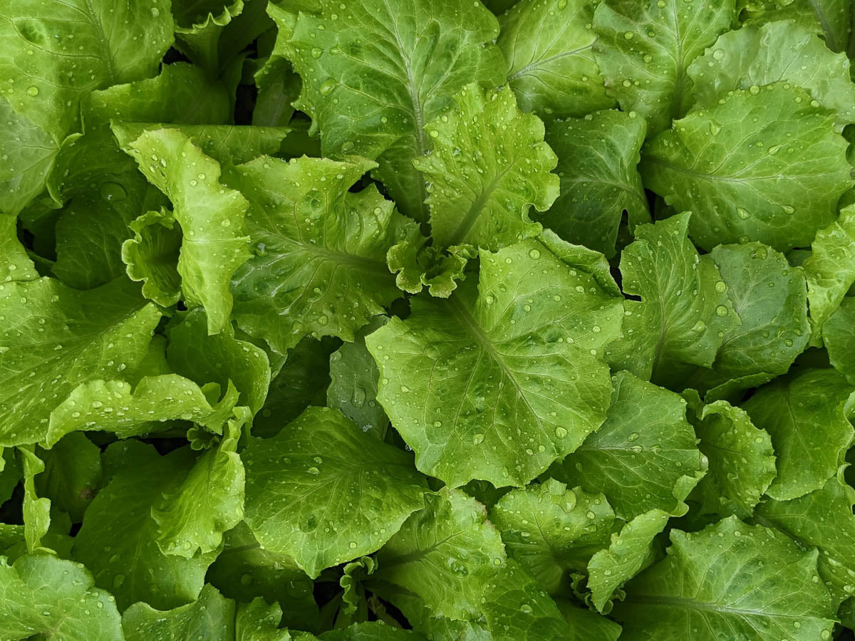 Lettuce