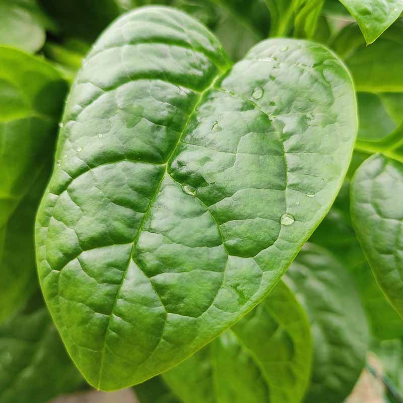 Malabar Spinach