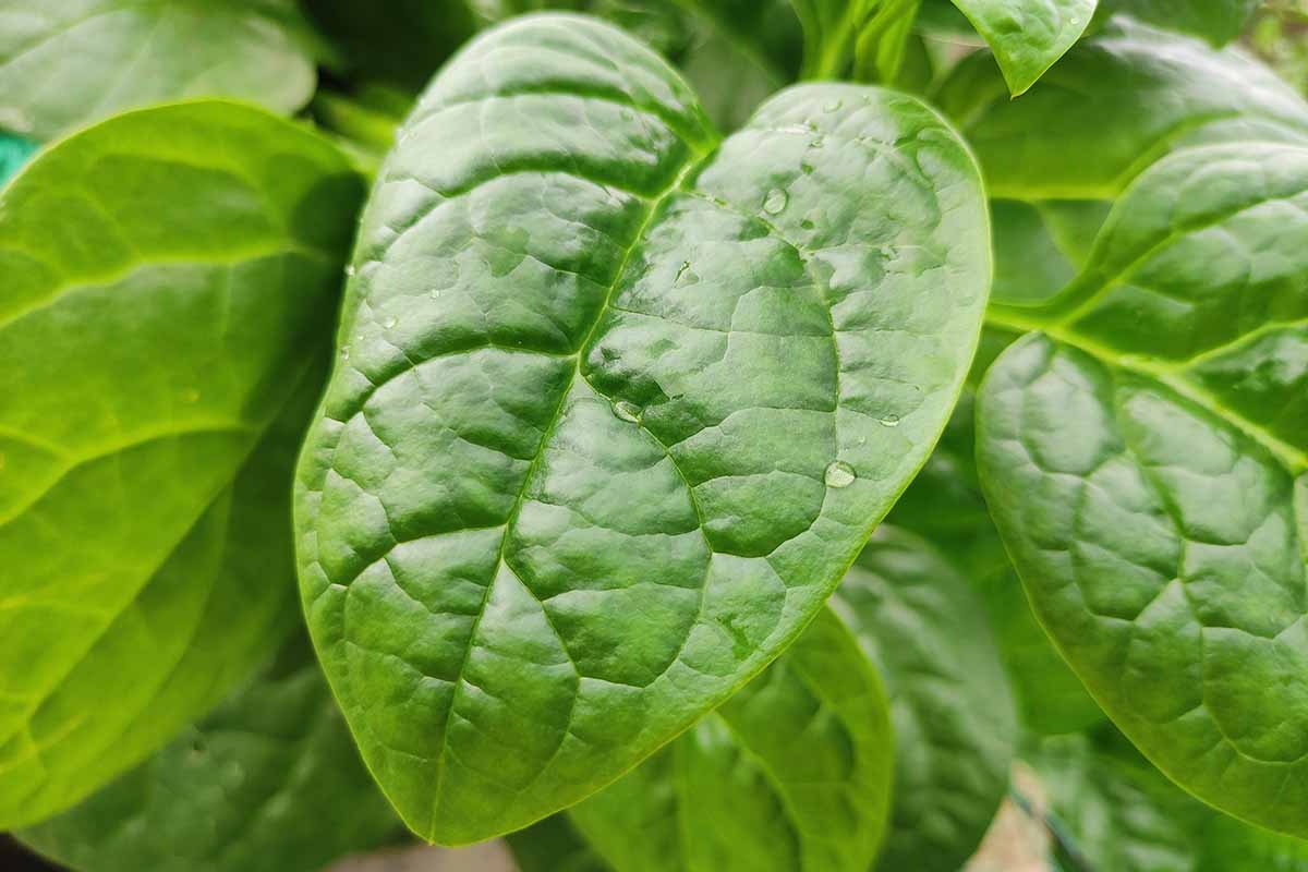 Malabar Spinach
