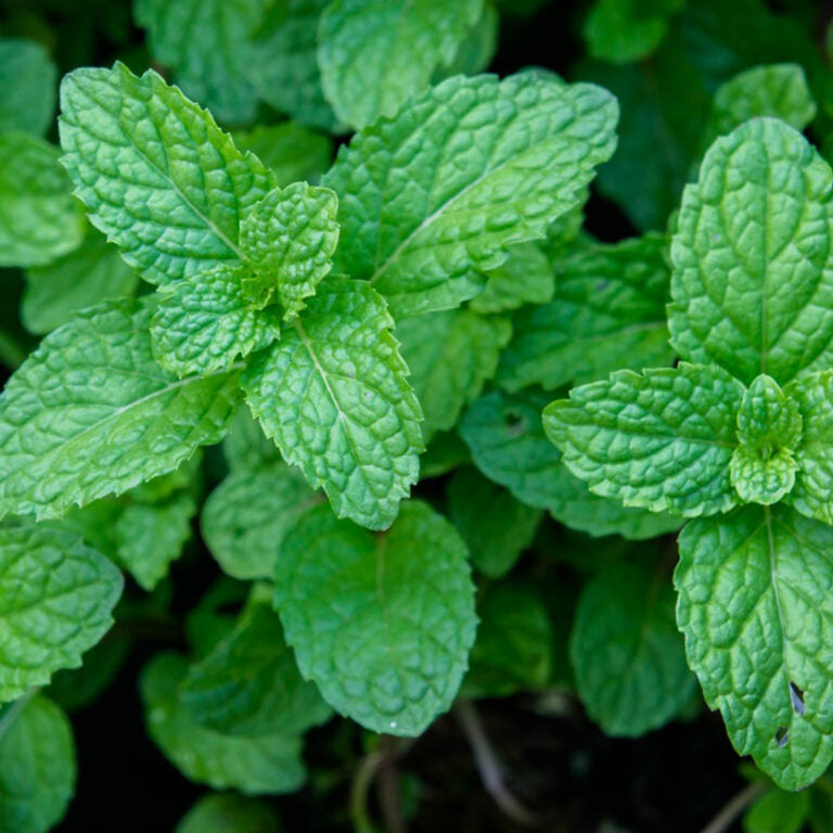 Mint