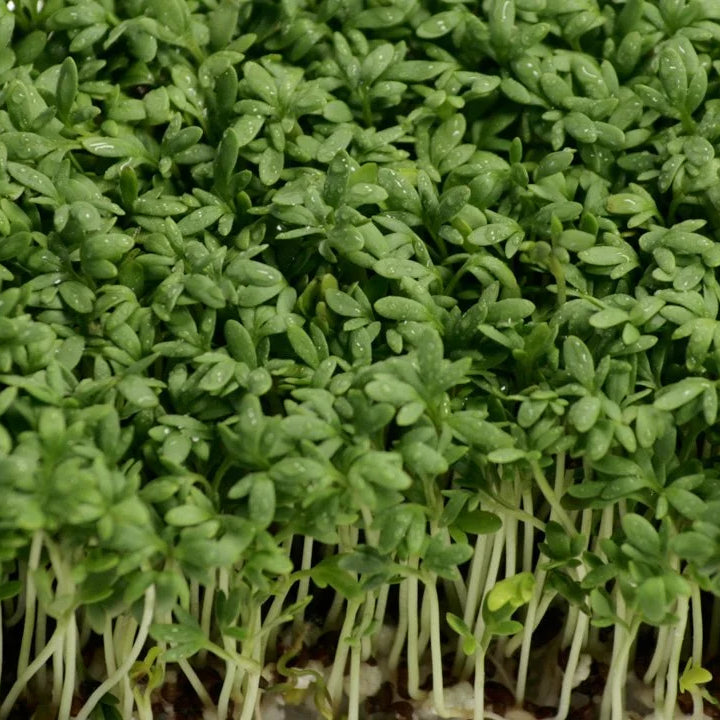 Mustard Cress