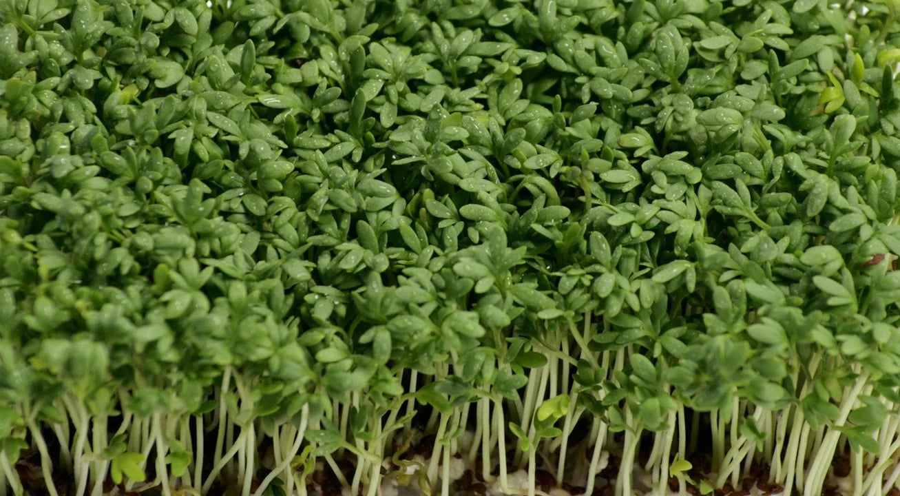 Mustard Cress