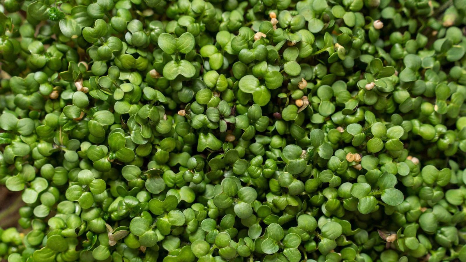 Mustard Leaves