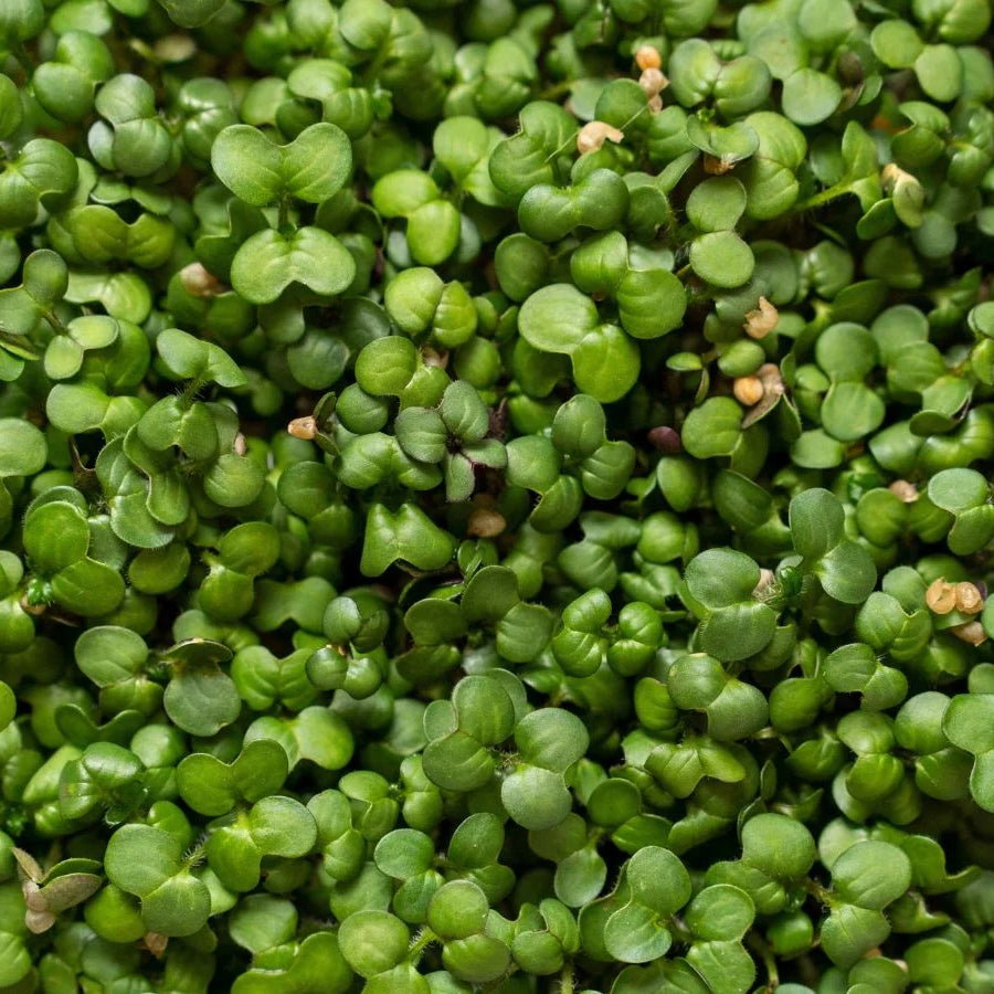 Mustard Microgreens