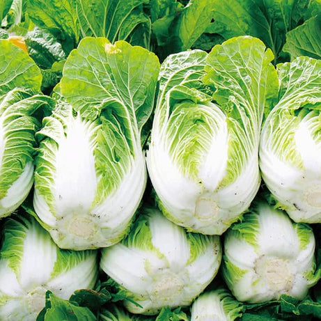 Napa Cabbage