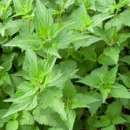 Nettles