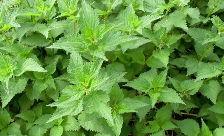 Nettles