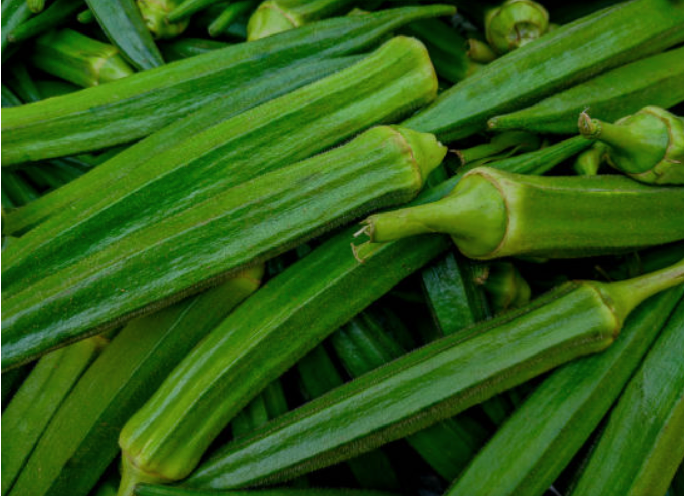 Okra - Ladyfinger