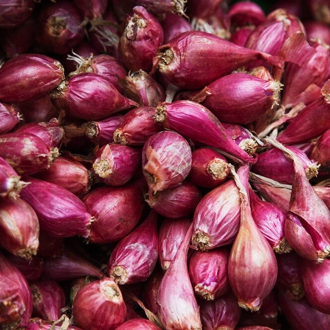 Onion Small