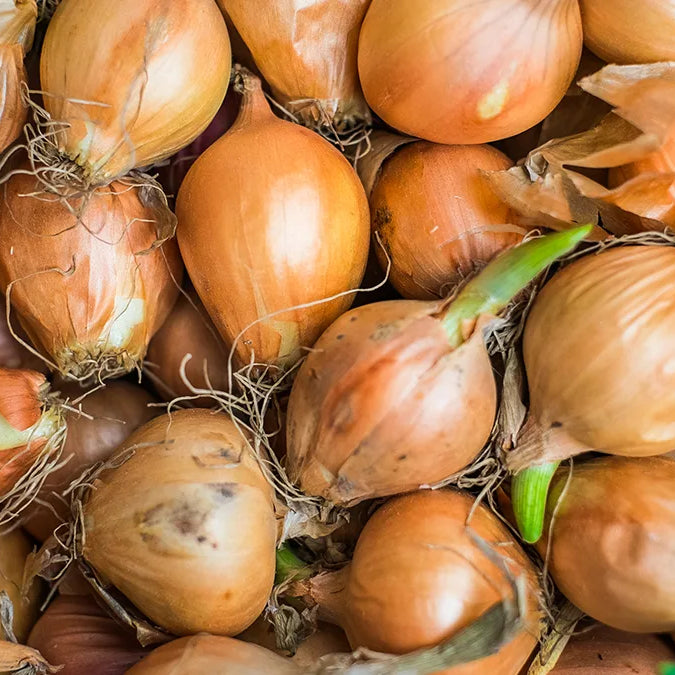 Onion Sprouts