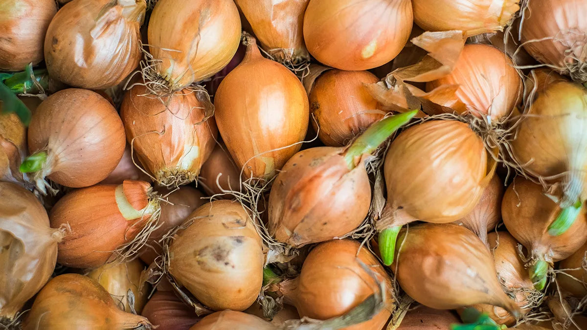Onion Sprouts