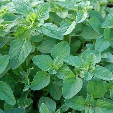Oregano - fresh