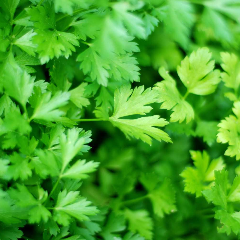 Parsley