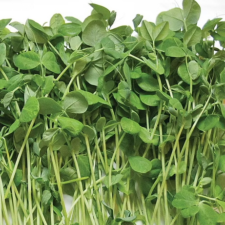 Pea Shoots