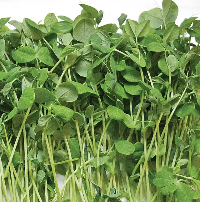 Pea Shoots