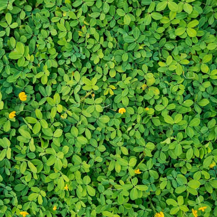 Peanut Leaves