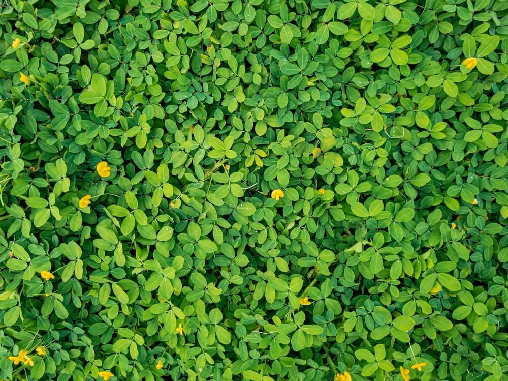 Peanut Leaves