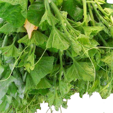 Pumpkin Leaves