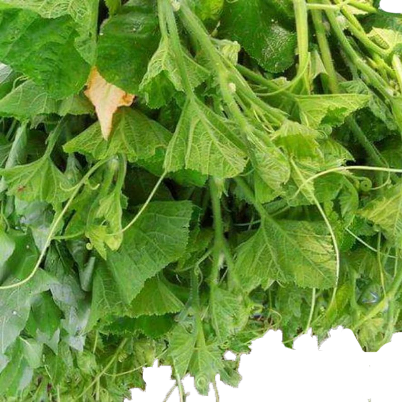 Pumpkin Leaves