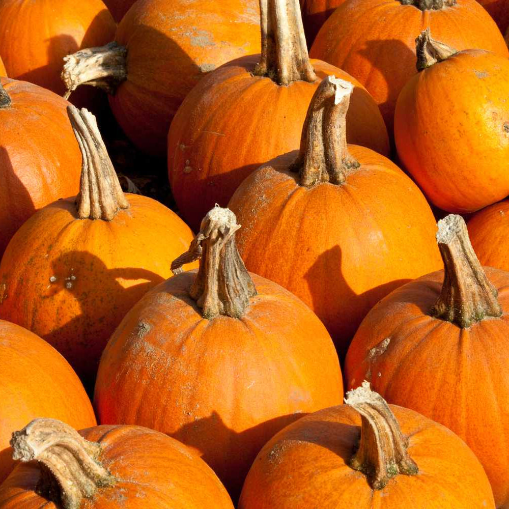 Pumpkin