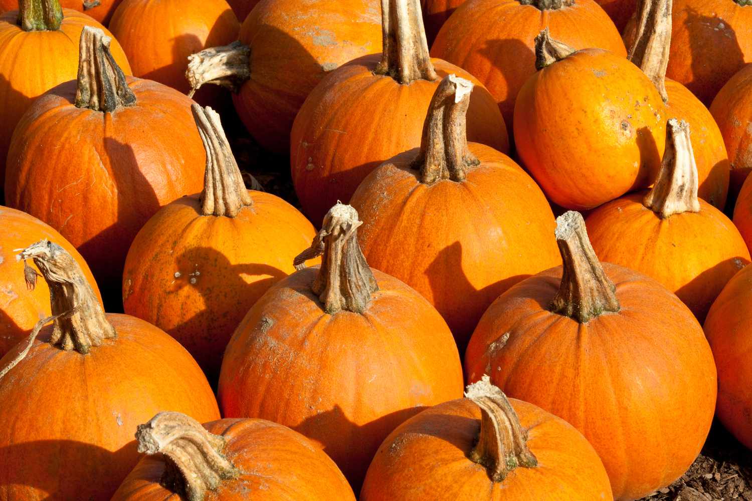 Pumpkin