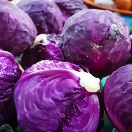 Purple Cabbage