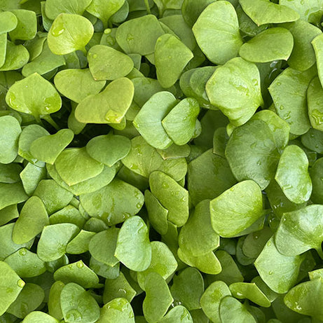 Purslane