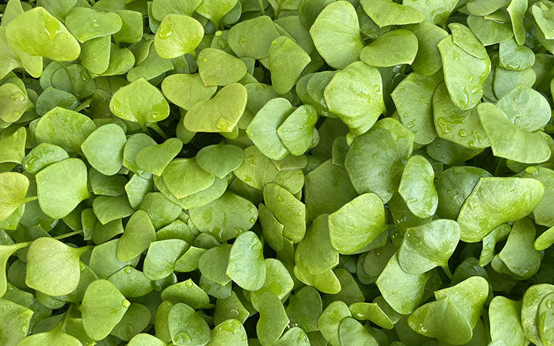 Purslane