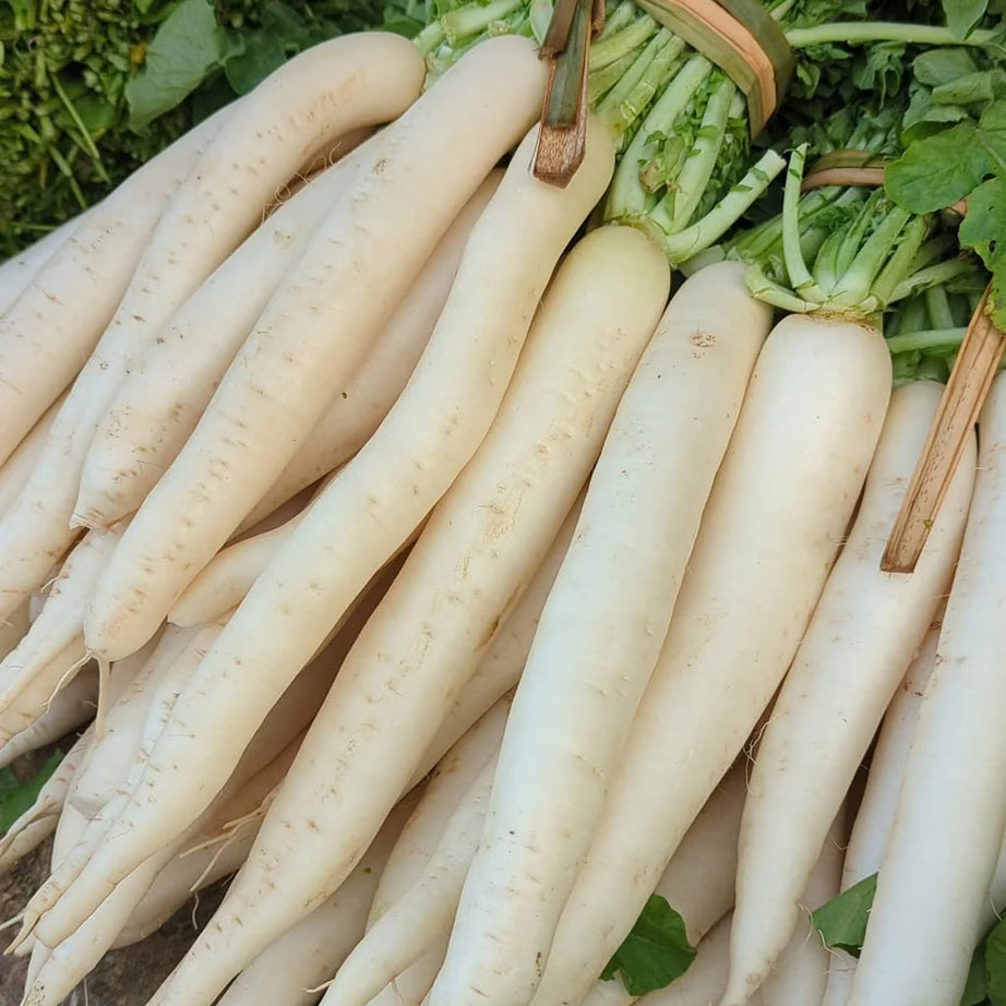Radish