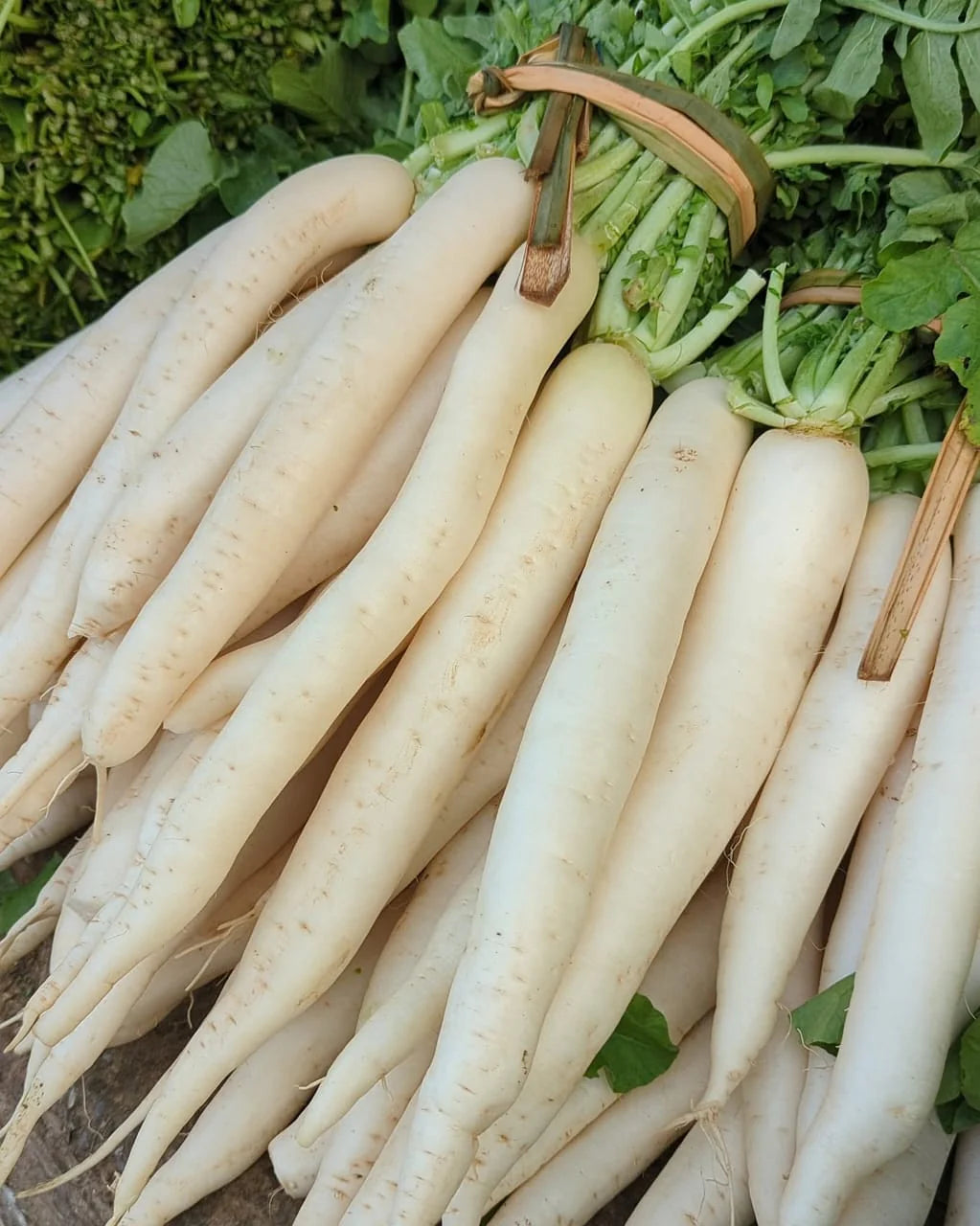 Radish