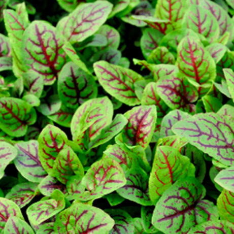 Red Sorrel