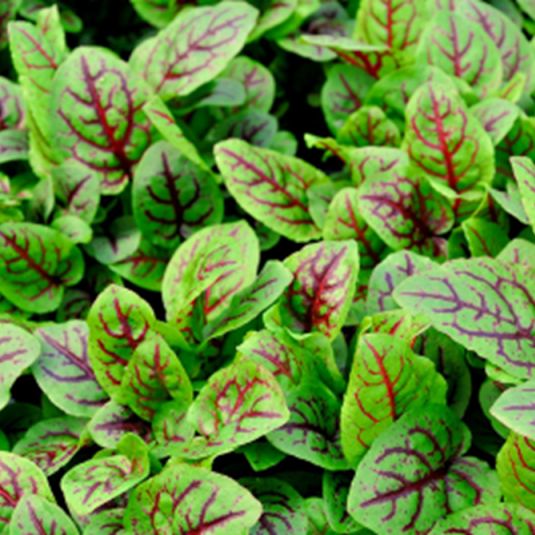 Red Sorrel