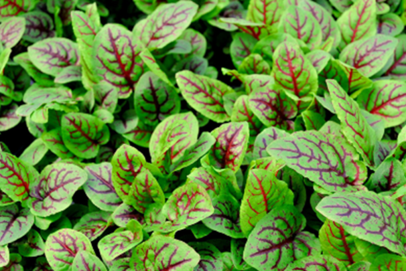 Red Sorrel
