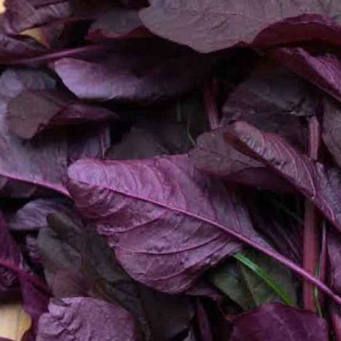 Red Spinach