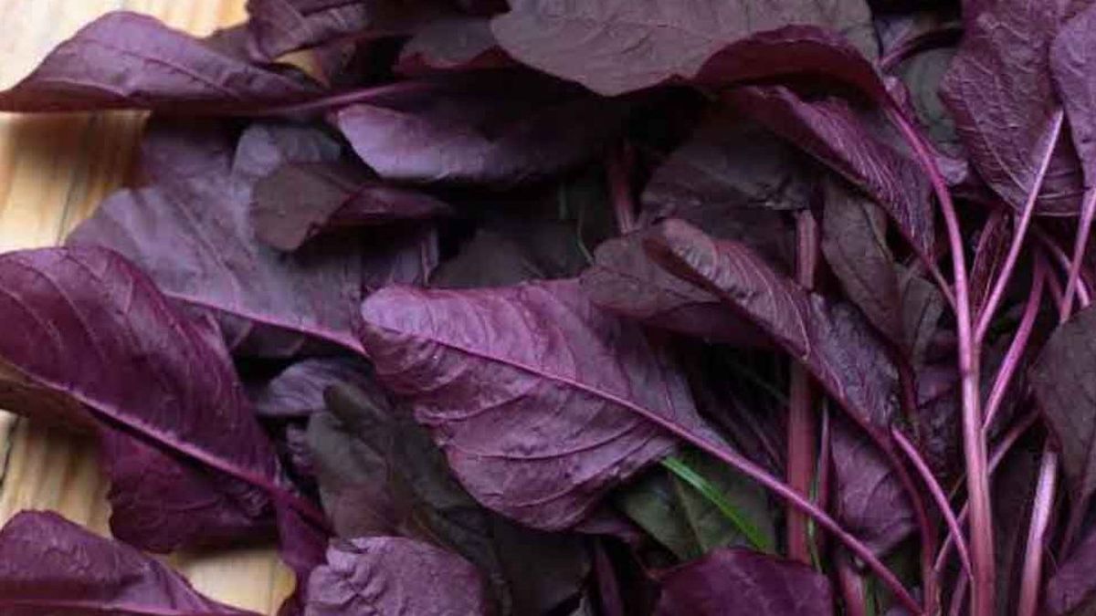 Red Spinach