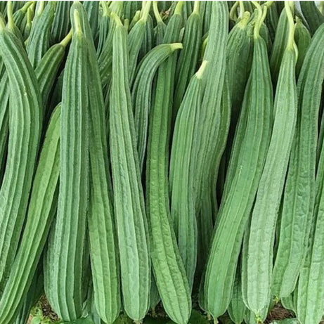 Ridge Gourd