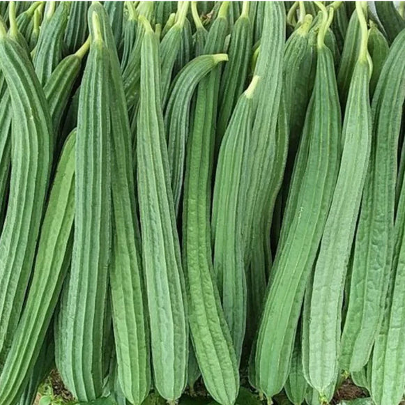 Ridge Gourd
