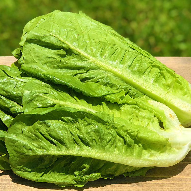 Romaine Lettuce