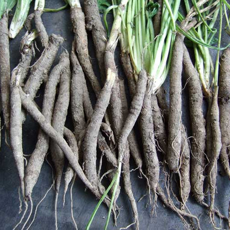 Salsify