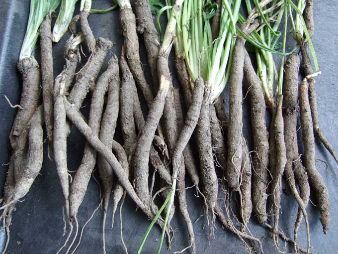 Salsify