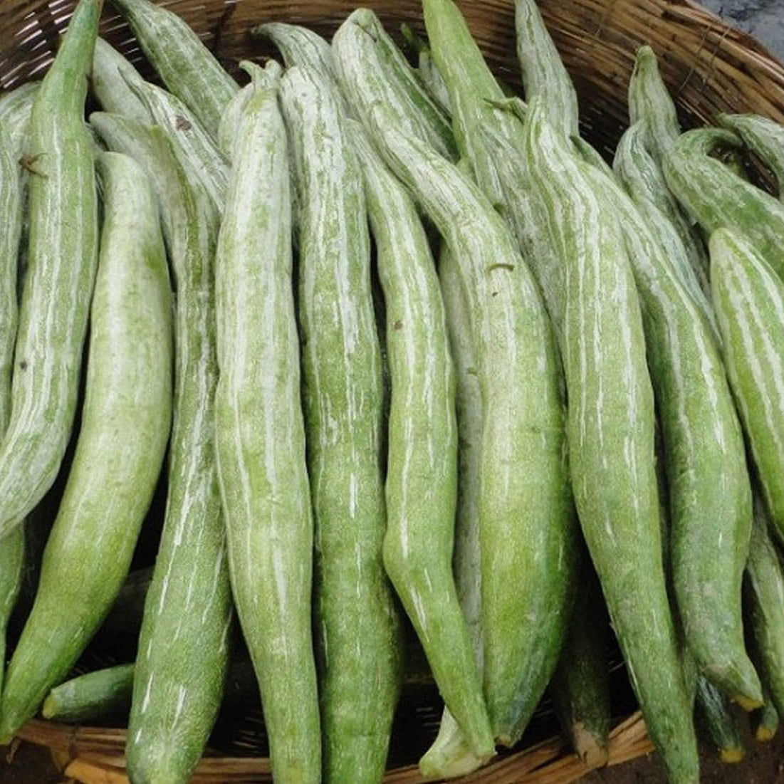 Snake Gourd
